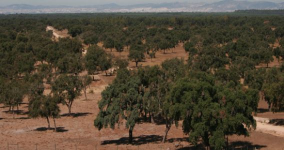 Companhia das Lezírias integra FSC Portugal