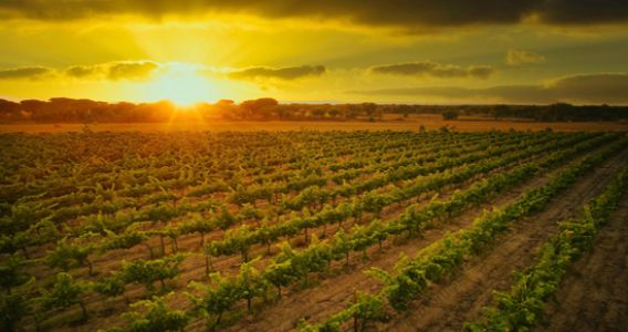 Vinhos da Companhia das Lezírias recebem nota máxima em certificação nacional